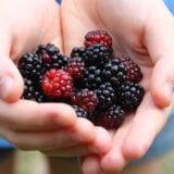 Hrvatska i Slovenija opet vratile pošiljke srpske hrane zbog previše pesticida i "neovlašćenih supstanci": Šta je vraćeno i koliko je to opasno? 5