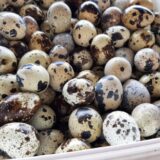 Jedno prepeličje jaje zamenjuje pet kokošijih: Kojim vitaminima su bogata? 11