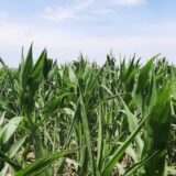 Vajber grupa vojvođanskih poljoprivrednika okupila preko 3.000 članova i svi traže isto -izvoz žita 6