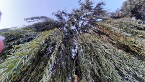 "Čamcem sam po Tisi": Splavarenje Tisom, masaža na traktorkama i pečenje ribe na plaži 4