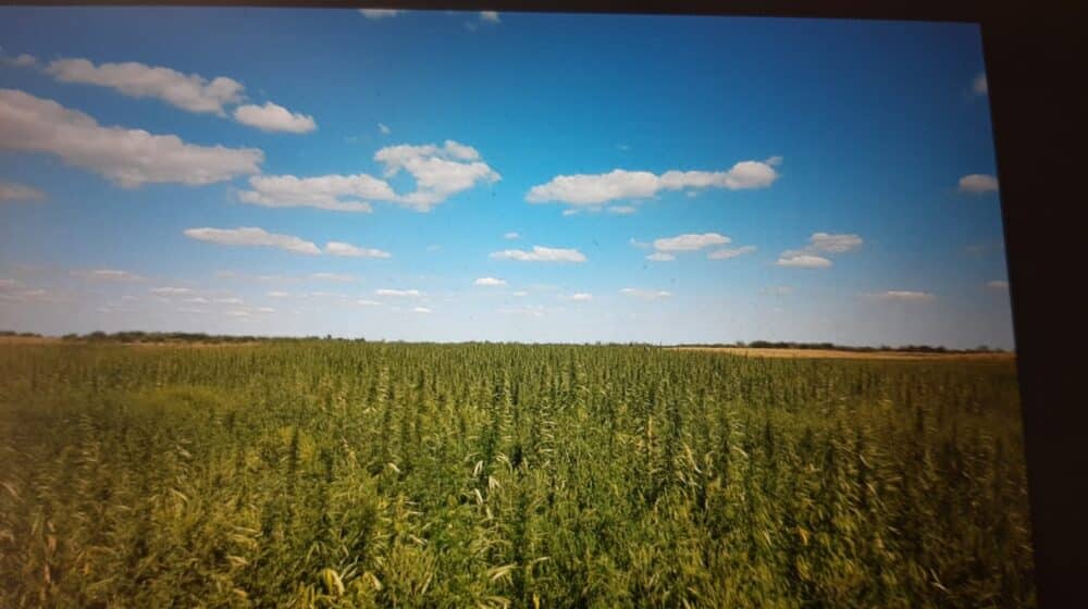 Gde se i pod kojim uslovima gaji industrijska konoplja u Srbiji? 1