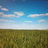 Gde se i pod kojim uslovima gaji industrijska konoplja u Srbiji? 2