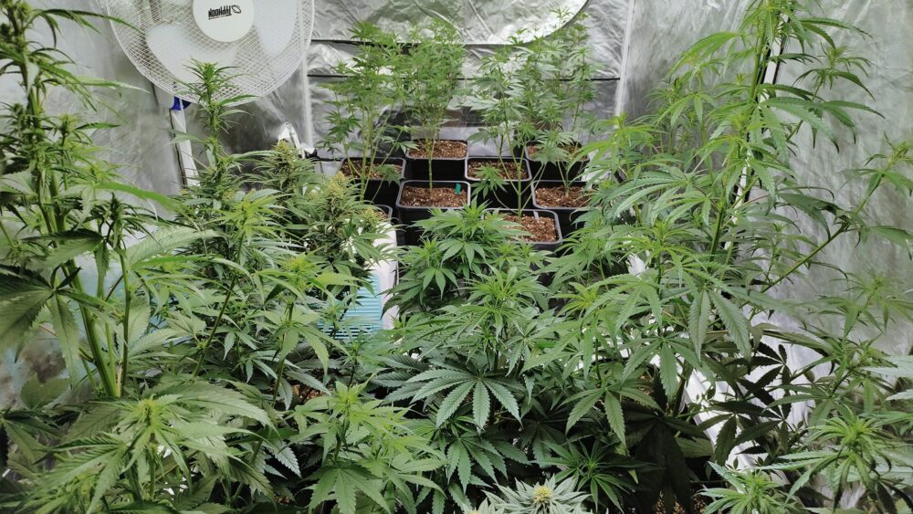 "U Srbiji CBD proizvodi od industrijske konoplje na trafikama, u Hrvatskoj suveniri": Ispovest Đorđa Radića, jednog od prvih uzgajivača te vrste biljke u regionu 3