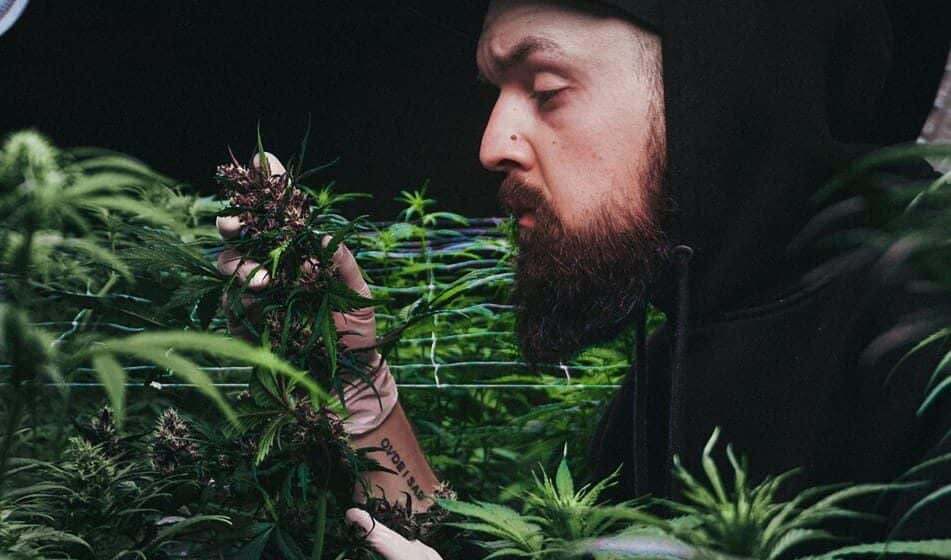 "U Srbiji CBD proizvodi od industrijske konoplje na trafikama, u Hrvatskoj suveniri": Ispovest Đorđa Radića, jednog od prvih uzgajivača te vrste biljke u regionu 1