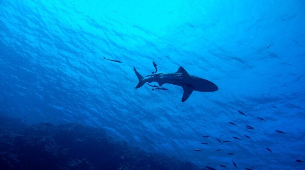 U Jadranskom moru žive 54 vrste morskih pasa: Koliko su opasni za ljude? 1