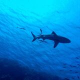 U Jadranskom moru žive 54 vrste morskih pasa: Koliko su opasni za ljude? 8