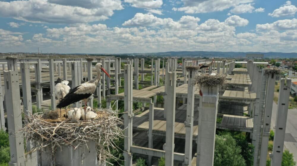 U Novom Sadu kolonija belih roda bogatija za 70 novih mladunaca 1