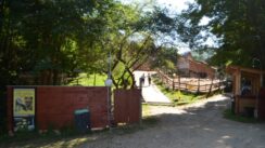 Kratkonoga krava buša, karakačanske ovce i balkanski magarac u Preobraženju kod Vranja 3