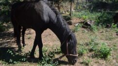 Kratkonoga krava buša, karakačanske ovce i balkanski magarac u Preobraženju kod Vranja 4