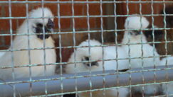 Kratkonoga krava buša, karakačanske ovce i balkanski magarac u Preobraženju kod Vranja 6