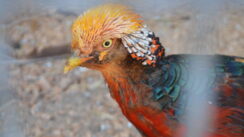 Kratkonoga krava buša, karakačanske ovce i balkanski magarac u Preobraženju kod Vranja 7