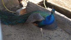 Kratkonoga krava buša, karakačanske ovce i balkanski magarac u Preobraženju kod Vranja 8