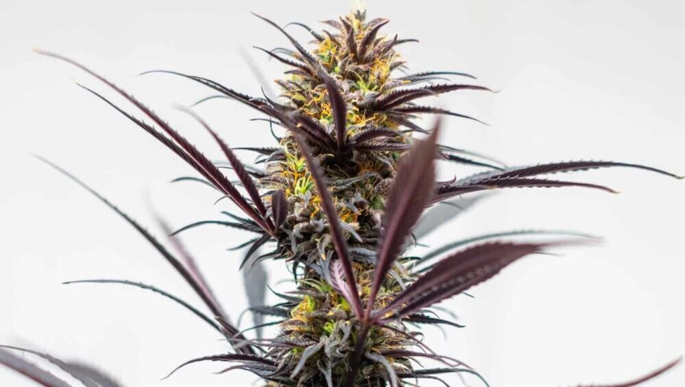 "U Srbiji CBD proizvodi od industrijske konoplje na trafikama, u Hrvatskoj suveniri": Ispovest Đorđa Radića, jednog od prvih uzgajivača te vrste biljke u regionu 2