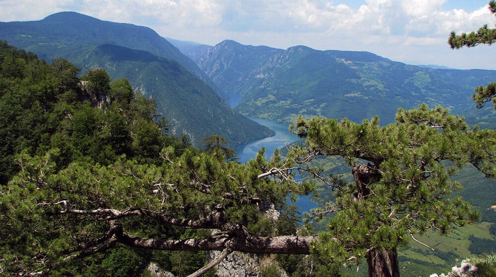 Nemaju "nevidljivi štit" od klimatskih promena: Nacionalni parkovi među najugroženijim zaštićenim područjima u Srbiji 1