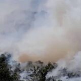 Širi se požau kod Herceg Novog 13