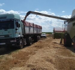 Kleut: Otkupljivači pšenice se bogate, uzimaju do 15 dinara po kilogramu 2