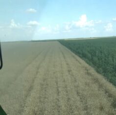 Kleut: Otkupljivači pšenice se bogate, uzimaju do 15 dinara po kilogramu 3