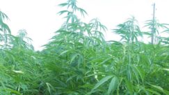 IMG-3d8256aab6936e684b59cc1ff2c0c832-V(1) Gde se i pod kojim uslovima gaji industrijska konoplja u Srbiji? 4