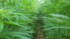 IMG-7dde6cd508bb59d8191fa5728cfc851a-V(1) Gde se i pod kojim uslovima gaji industrijska konoplja u Srbiji? 3