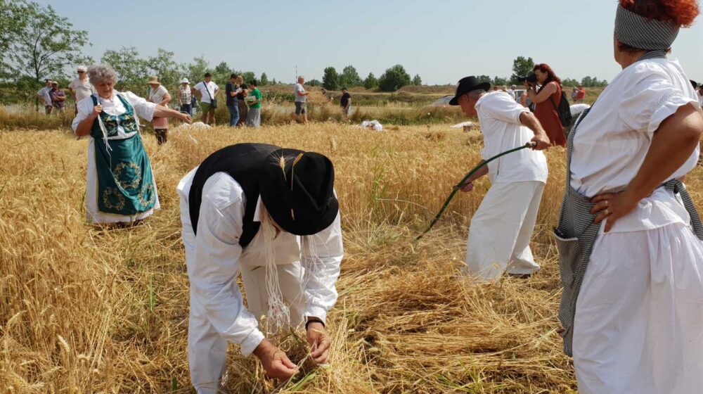 Žetelački dani u Mužlji u slavu novog žita i hleba nasušnog (FOTO) 1