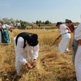 Žetelački dani u Mužlji u slavu novog žita i hleba nasušnog (FOTO) 3