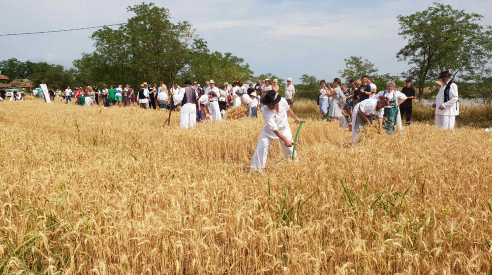 U Gospođincima Nepalci beru kornišone, dok je na vojvođanskim poljima najviše Uzbekistanaca: Srbija ostala bez sezonskih radnika 1