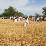 U Gospođincima Nepalci beru kornišone, dok je na vojvođanskim poljima najviše Uzbekistanaca: Srbija ostala bez sezonskih radnika 9