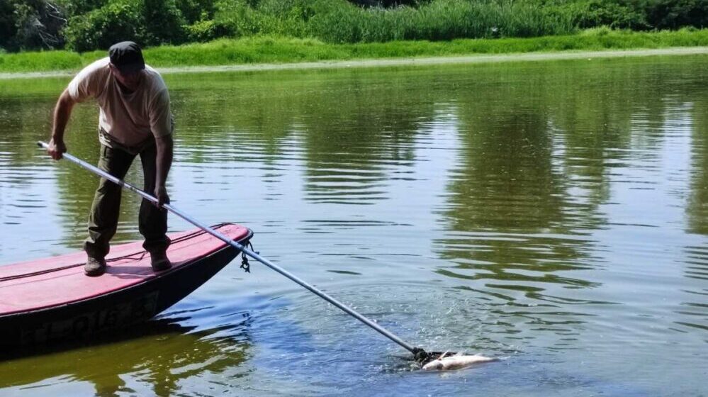 Pomor ribe na Tisi: Dok građani tvrde da su u pitanju tone, nadležni licitiraju 140 kilograma tolstolobika i štuke 1