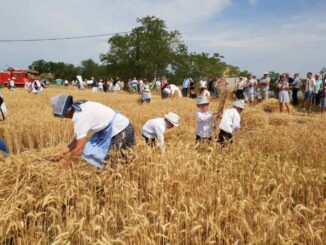 Žetelački dani u Mužlji u slavu novog žita i hleba nasušnog (FOTO) 6