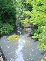 IMG_20220710_114239_1 "Nema ribe, uginula je": Zagađen deo reke Kačer, inspekcija ne rešava problem (VIDEO) 2