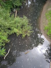 "Nema ribe, uginula je": Zagađen deo reke Kačer, inspekcija ne rešava problem (VIDEO) 4