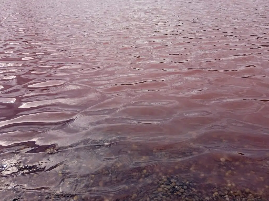 Lekovita i slana voda ružičaste boje umesto plavog mora: Pačir banja kao srpska atrakcija (FOTO) 3