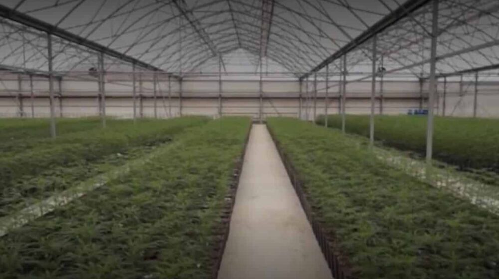 NIN: Istraga za Jovanjicu vodi do državnog vrha, Mali Senta traži Jovanjicu 3 1