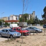 APV: Sadnice „Gradskog zelenila“ u Novom Sadu masovno propadaju 15