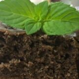 Recept: Kolač sa tikvicama 14