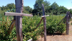 Asocijacija proizvođača maline zapretila blokadama hladnjača u Arilju i Ivanjici, ako se ne poveća cena tog voća 2 Asocijacija proizvođača maline zapretila blokadama hladnjača u Arilju i Ivanjici, ako se ne poveća cena tog voća 2