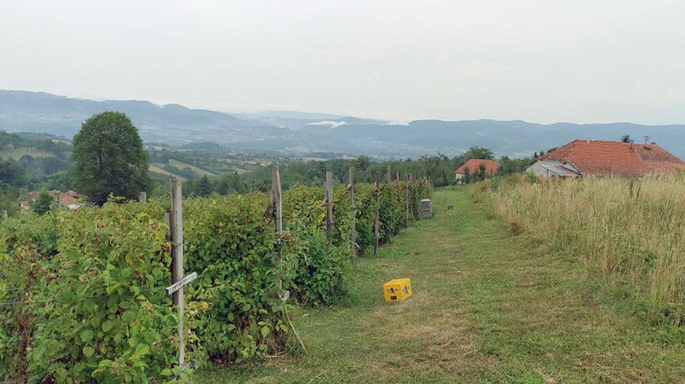 Počinje velika akcija kontrole malinjaka širom Srbije: Proverava se da li zasadi za koje su date subvencije zaista postoje 1