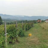 Počinje velika akcija kontrole malinjaka širom Srbije: Proverava se da li zasadi za koje su date subvencije zaista postoje 5