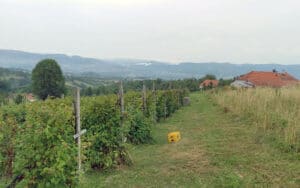 Asocijacija proizvođača maline zapretila blokadama hladnjača u Arilju i Ivanjici, ako se ne poveća cena tog voća 3 Asocijacija proizvođača maline zapretila blokadama hladnjača u Arilju i Ivanjici, ako se ne poveća cena tog voća 3