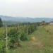 Počinje velika akcija kontrole malinjaka širom Srbije: Proverava se da li zasadi za koje su date subvencije zaista postoje 2