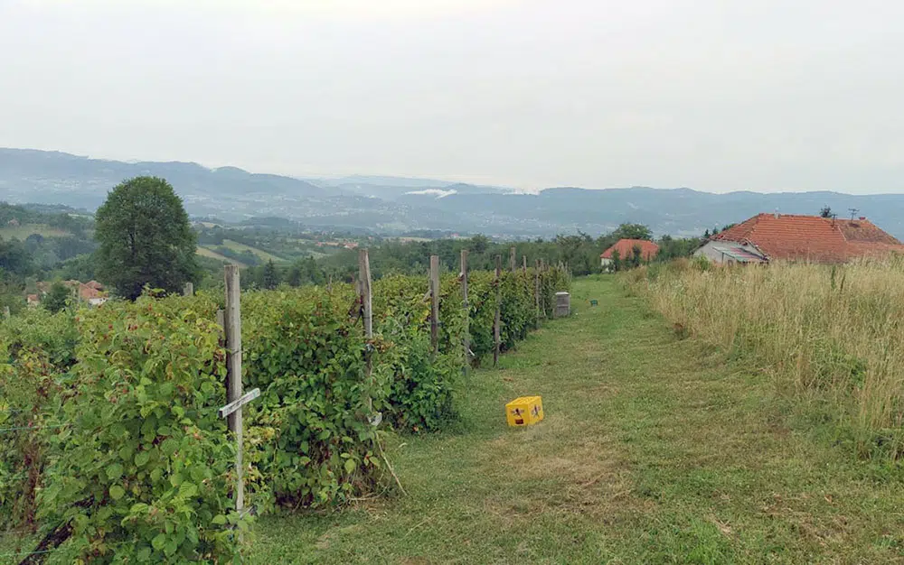 Počinje velika akcija kontrole malinjaka širom Srb