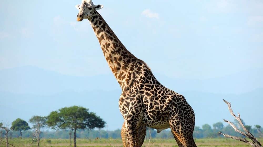 U Keniji rođeni blizanci retke masajske žirafe 1