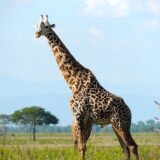 U Keniji rođeni blizanci retke masajske žirafe 4