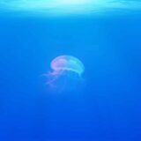 Pet prirodnih lekova za opekotine od meduze 8