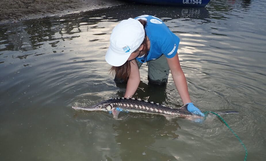 Zabrinjavajući rezultati IUCN-ove procene: Jesetrama preti izumiranje 1