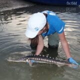 Zabrinjavajući rezultati IUCN-ove procene: Jesetrama preti izumiranje 10