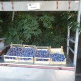 „Šumadijski dani šljive” u Stragarima kod Kragujevca 6