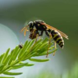 Šta raditi i kako se ponašati ako dođe do napada stršljena? 4