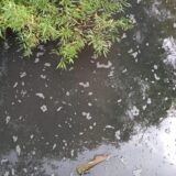 "Nema ribe, uginula je": Zagađen deo reke Kačer, inspekcija ne rešava problem (VIDEO) 8