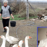 Za dan proda sve što proizvede: Mitrovčanin se vratio u selo i napravio farmu koza i gusaka 1